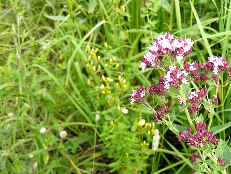 P7240314