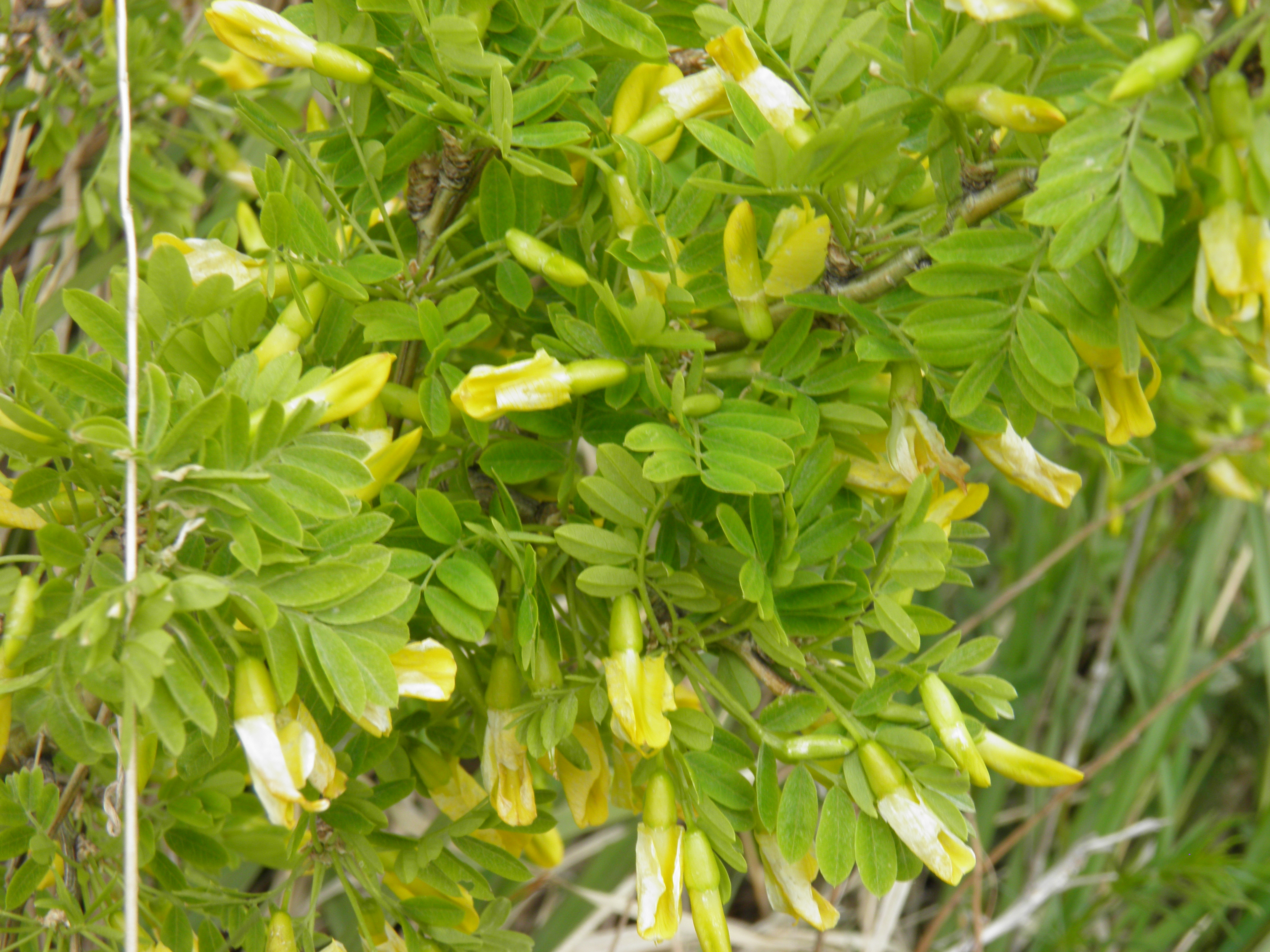 P6010035